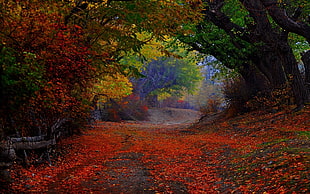painting of forest during fall season, nature, landscape, colorful, path