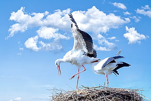 two white-and-black pelicans on nest