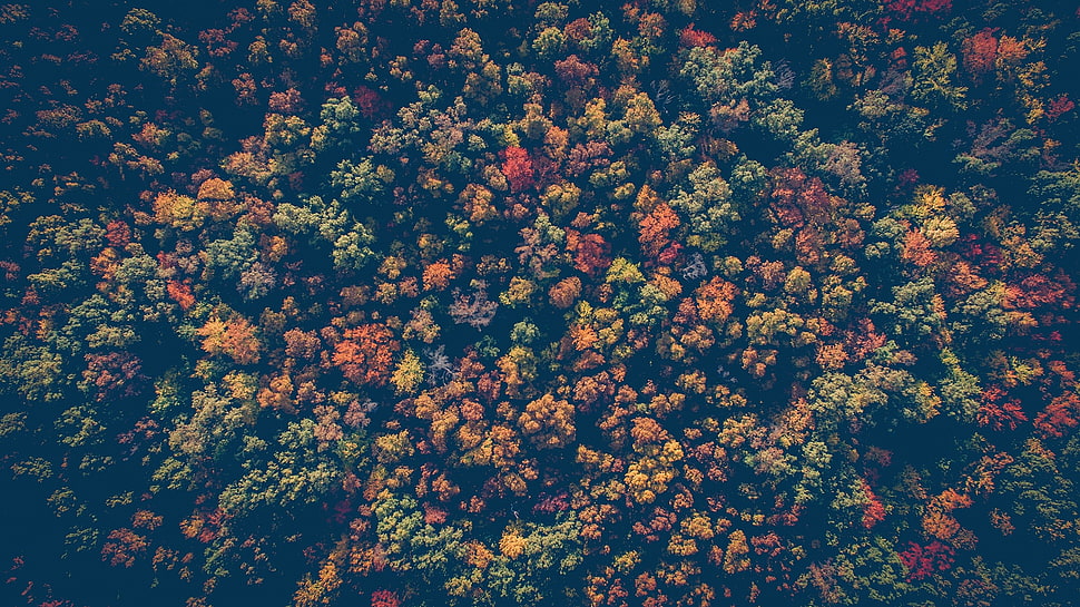 orange and green plant HD wallpaper