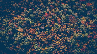 orange and green plant HD wallpaper