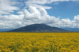 landscape photo of yellow basket of gold flower field with the view of black mountain under white and blue cloudy sky during daytime, río grande, del norte
