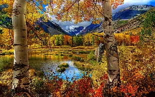 photo of yellow and red trees near river and mountains HD wallpaper