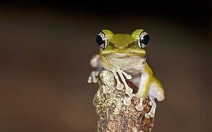 green and white frog