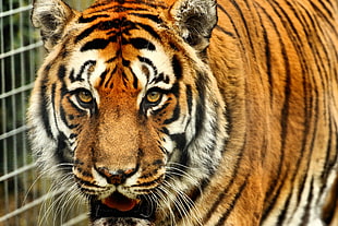 portrait of tiger, shepreth