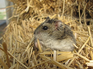 gray hamster on brown hay