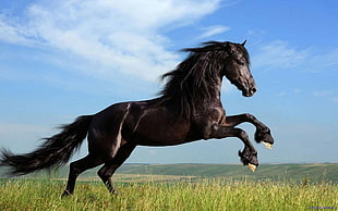 black horse, animals, horse, Dark Horse