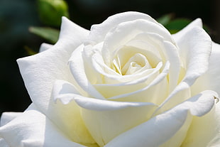macro photography of white Rose flower