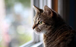 brown and white cat in front of white wooden frame window while looking outside