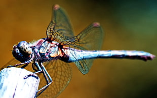 macro photo of blue and purple dragonfly
