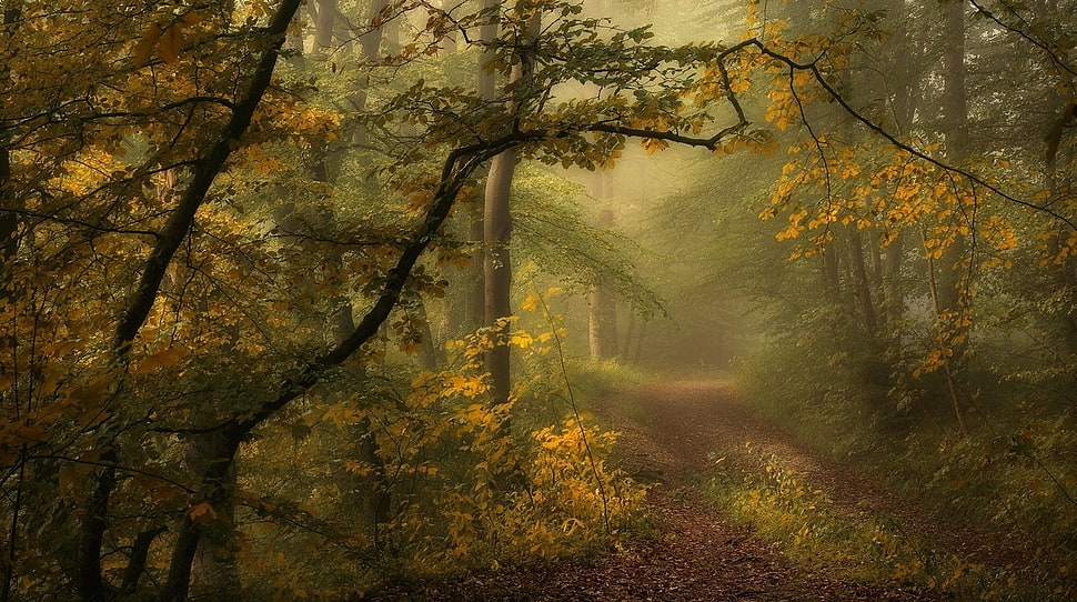 green forest at daytime HD wallpaper