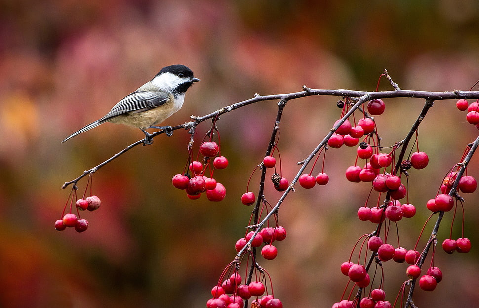 white and grey bird standing on red berry tree branch HD wallpaper