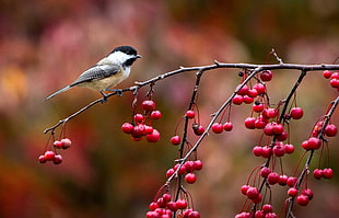white and grey bird standing on red berry tree branch