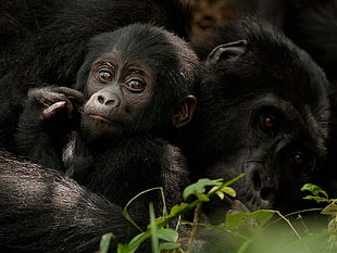 black gorilla and baby gorilla, gorillas, apes, animals HD wallpaper