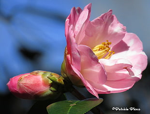 pink Rose flowers in bloom close-up photo