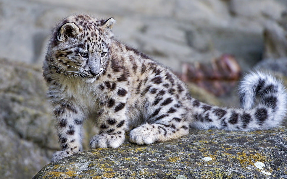 leopard on gray rock HD wallpaper