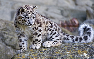 leopard on gray rock