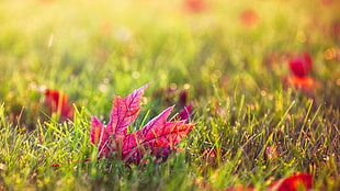 red maple leaf in shallow focus photography