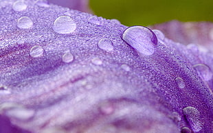 photography of raindrops on purple flower
