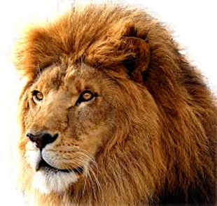 close-up photo of a lion