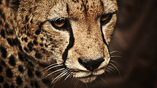 brown cheetah, wild cat, cheetah, animals