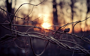 bare tree shallow focus photography, nature, macro, sunset