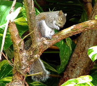gray squirrel in brown wooden tree