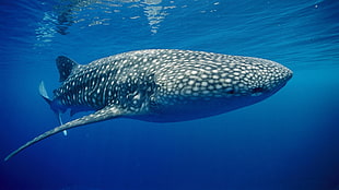 gray and white whale, animals, underwater, whale shark HD wallpaper