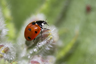 shallow focus photography of red and black lady bug, borage