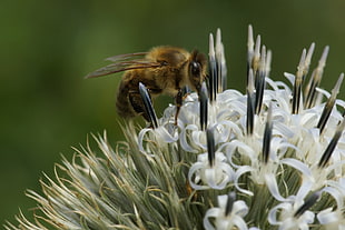 macro photography of Honey bee on white flower
