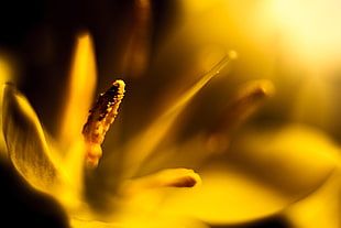 close up photo of yellow petaled flower, crocus