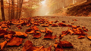 dried leaves on gray road