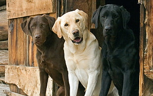 adult chocolate, black and yellow Labrador Retrievers