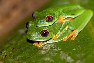 two green tree frogs mating on green leaf close up photo, red-eyed tree frog, agalychnis HD wallpaper