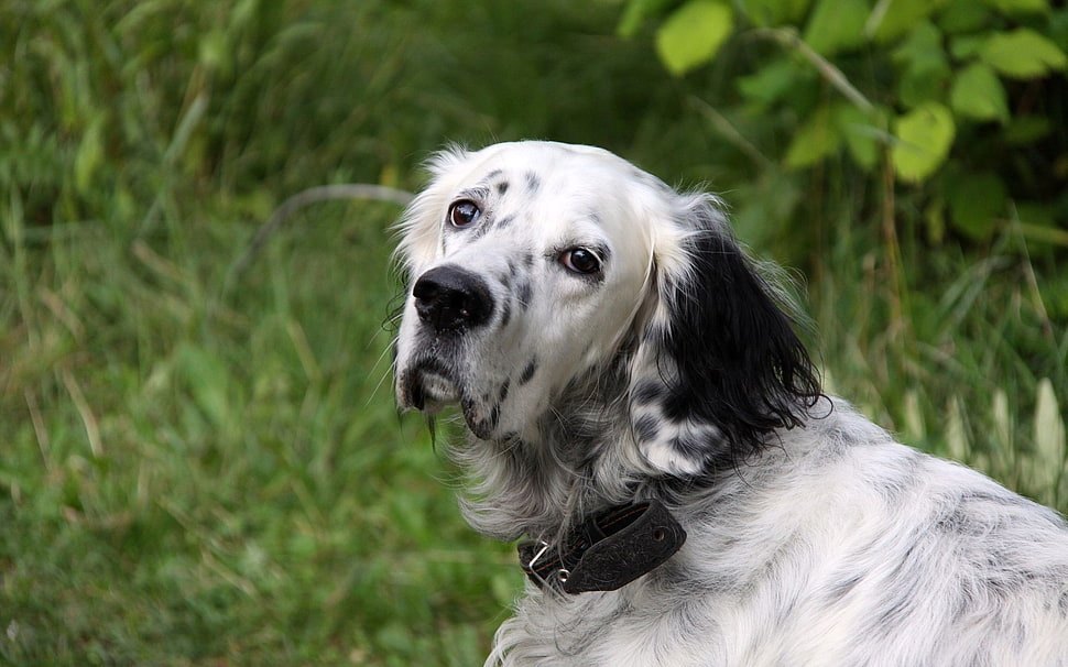 white and black english setter HD wallpaper