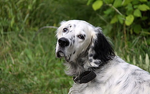 white and black english setter