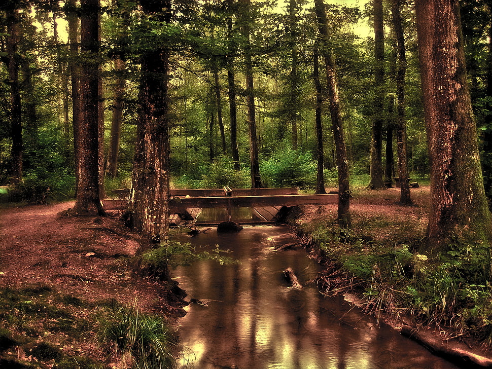 water stream on middle of forest HD wallpaper