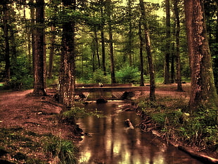 water stream on middle of forest HD wallpaper