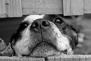 grayscale photo of American pit bull terrier inside cage HD wallpaper