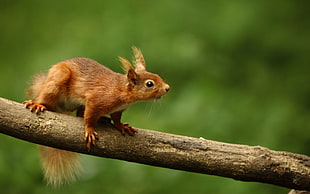 brown squirrel on tree trunk HD wallpaper