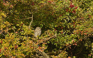 grey owl on tree trunk