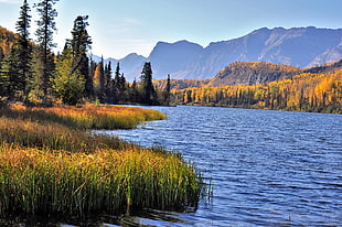 forest beside body of water, bonnie lake, chickaloon, alaska HD wallpaper