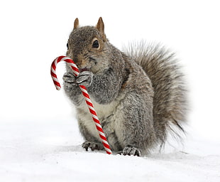 photo of squirrel holding a candy cane