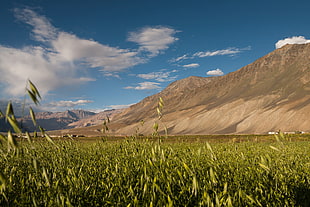 mountain beside green grass field, barley, india