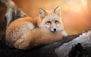 brown fox, animals, fox, nature