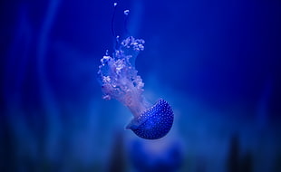 natures photography of blue Jelly Fish