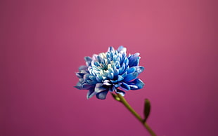 blue petaled flower, flowers, pink background, blue flowers HD wallpaper