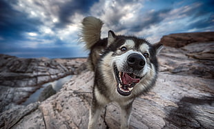 tilt shift lens photography of Siberian husky on hill, outdoors, dog, face, animals