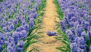 purple flowers photo taken during daytime HD wallpaper