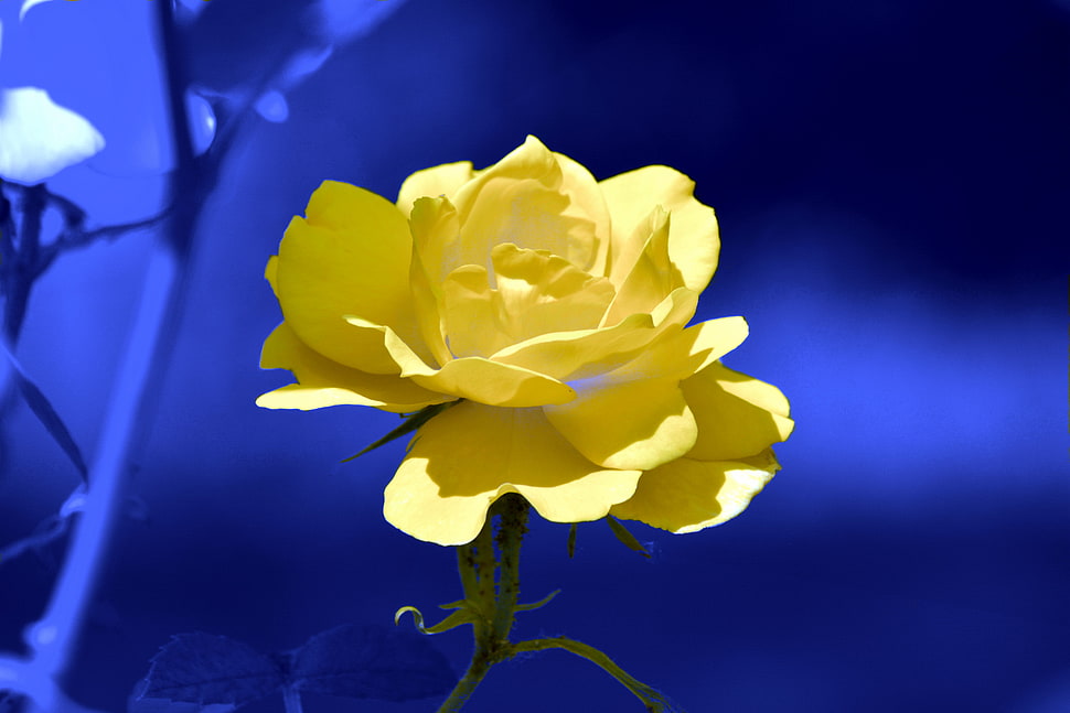 selective  photography of yellow Rose flower with blue background HD wallpaper