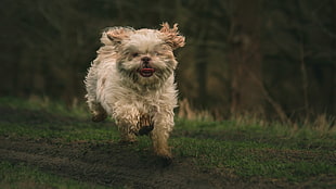 white long-coated dog, running, outdoors, animals, dog
